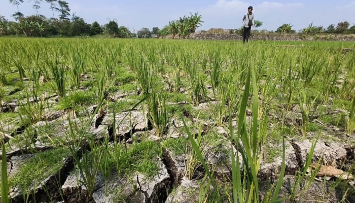 nestapa-petani-gedebage-hadapi-kemarau-dan-gagal-panen