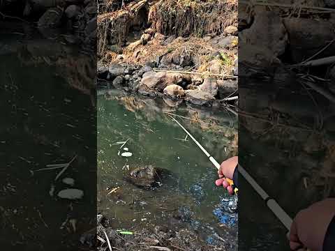 umpan andalan mancing wader, #mancing #mancingmantap #fishing #mancingmania