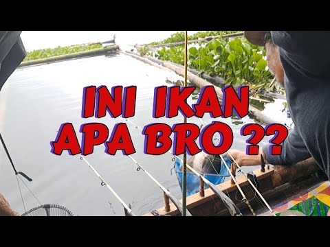INI IKAN APA BRO??? MANCING SAGULING TERBARU