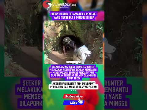 Husky Heroik Selamatkan Pendaki yang Tersesat 2 Minggu di Gua #shortvideo #dog #pendaki #animals