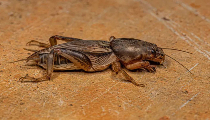 orong-orong-bermunculan-saat-musim-hujan,-ternyata-jadi-hama-tapi-juga-bisa-disantap