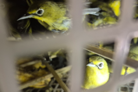 bali-jadi-tempat-perlintasan-penyelundupan-burung-liar,-kini-482-ekor-disita
