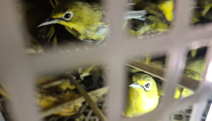 bali-jadi-tempat-perlintasan-penyelundupan-burung-liar,-kini-482-ekor-disita