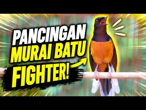 Pancingan Murai Batu Fighter!