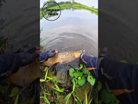 Kenapa kamu memilih melepas kembali ikan hasil mancing!