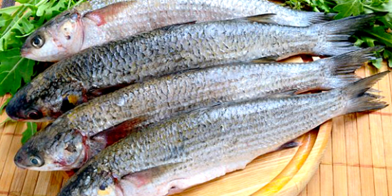 Bagaimana Memancing Ikan Belanak, Ikan yang Suka Hidup Bergerombol