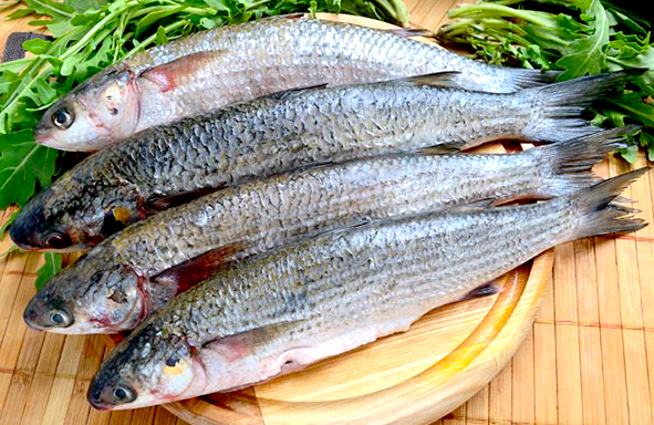 bagaimana-memancing-ikan-belanak,-ikan-yang-suka-hidup-bergerombol