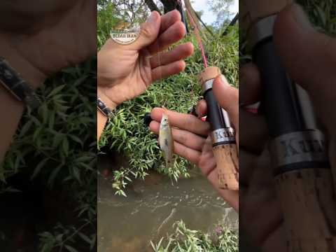 Kalau bisa mancing disawah, kamu pilih ikan apa? #fishing #fishingvideo #mancing