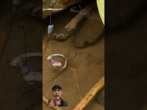 Detik-detik Channa Limbata Babon Keluar dari Sarangnya.!! #mancing #channa