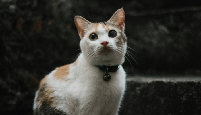 kisah-kucing-yang-mencari-keadilan,-cerita-rakyat-dari-sulawesi-selatan
