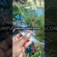 umpan lumut gacor #mancing #mancingmania #mancingwader #trendingshorts