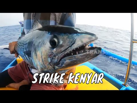 Battle Fishing Penghuni Perairan Pancer, Banyuwangi | MANCING MANIA STRIKE BACK (01/03/25) Part 1