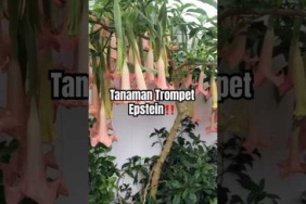 Teori Konspirasi⚠️ || Tanaman Trompet Epstein‼️ #teorikonspirasi #jeffreyepstein #epsteinfile