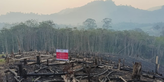 Empat Perusahaan Kehutanan di Kalbar Diperiksa Kesiapan Tangani Karhutla