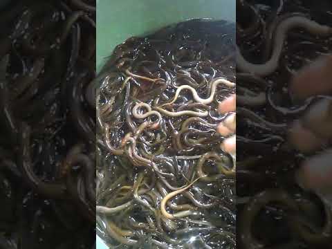 Jual bibit belut 089668974848