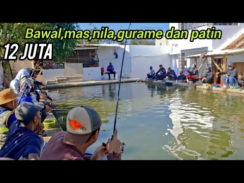 MANCING BORONGAN 12 JUTA..!! berakhir seperti ini,ikannya dirilis lagi