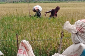 harga-gabah-di-pidie-aceh-turun-drastis-saat-awal-musim-panen-gadu