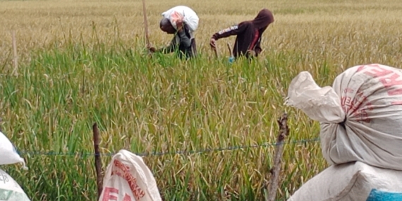 Harga Gabah di Pidie Aceh Turun Drastis saat Awal Musim Panen Gadu