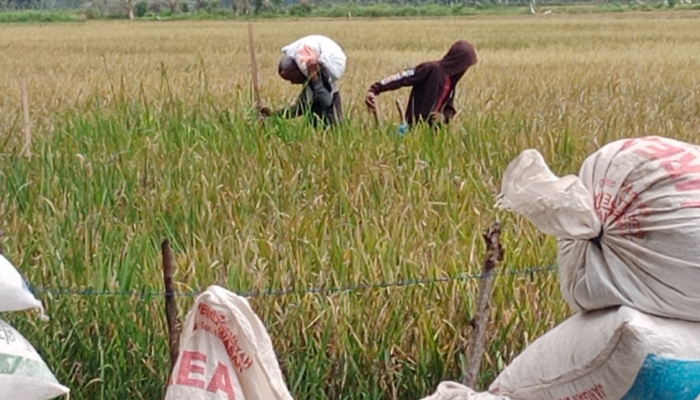 harga-gabah-di-pidie-aceh-turun-drastis-saat-awal-musim-panen-gadu