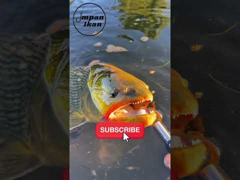 Kalau bisa punya spot mancing rahasia, kamu pilih yang seperti apa?