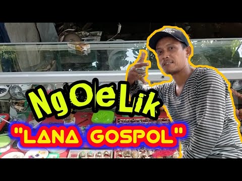 NGULIK PEDAGANG BATU AKIK WIRADESA PEKALONGAN “LANA GOSPOL”