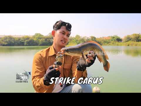 Berburu Strike Gabus Penghuni Tambak | MANCING MANIA STRIKE BACK (09/08/26) Part 2