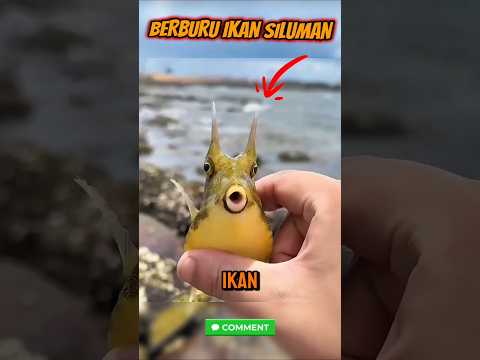Mancing mania | Berburu ikan bertanduk #mancing #ikan #shorts