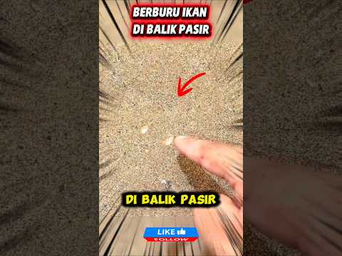 Mancing mania | Ikan misterius di balik pasir #mancing #ikan #shortvideo
