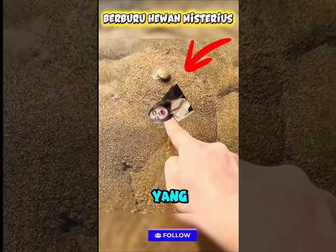 Mancing mania | hewan misterius di balik pasir #mancing #hewan #shortvideo