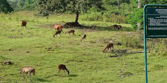 Cagar Alam Pananjung Pangandaran, Habitat Rafflesia Patma di Pesisir Selatan Jawa Barat