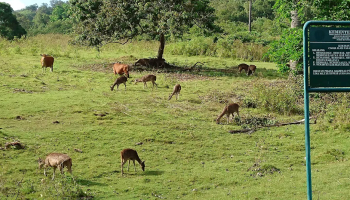 cagar-alam-pananjung-pangandaran,-habitat-rafflesia-patma-di-pesisir-selatan-jawa-barat