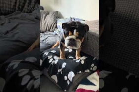Tinfoil hat video! #bulldog #englishbulldog #funnydogs