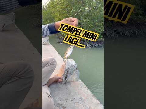 Tompel mini lagi, #fyp #shorts #mancing #angler #pemancingliar #mancingmania #strike #fishing