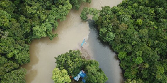 Deforestasi Ternyata Bisa Ditekan dengan Peran Lembaga Keuangan, Apa yang Harus Dilakukan?