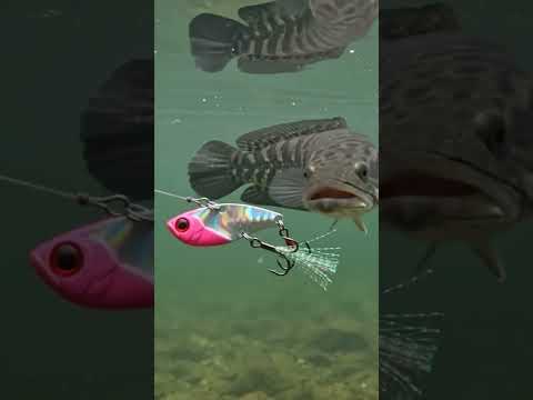 PINK #fishing #mancingmania #mancingcasting
