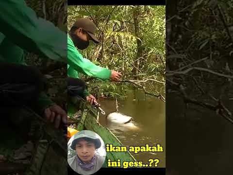 monster sungai yang agresif #fishing #viralvideo #mancing #toman #strike #gabusbabon