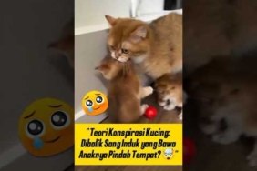 TEORI KONSPIRASI‼️ Dibalik Pindahnya Anak Kucing oleh Sang Induk Ternyata Karena Ini 🤯 #kucinglucu