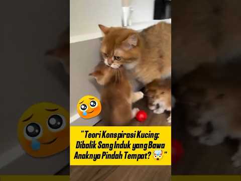 TEORI KONSPIRASI‼️ Dibalik Pindahnya Anak Kucing oleh Sang Induk Ternyata Karena Ini 🤯 #kucinglucu
