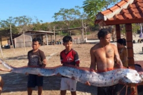 heboh-oarfish-4-meter-terdampar-di-lombok,-benarkah-pertanda-gempa?