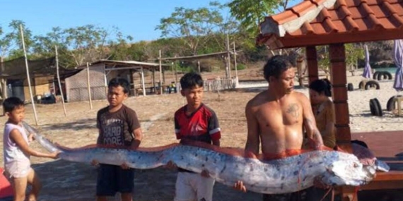 Heboh Oarfish 4 Meter Terdampar di Lombok, Benarkah Pertanda Gempa?
