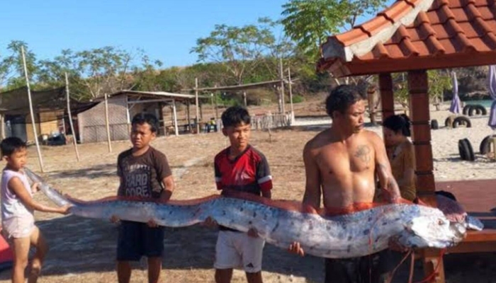heboh-oarfish-4-meter-terdampar-di-lombok,-benarkah-pertanda-gempa?