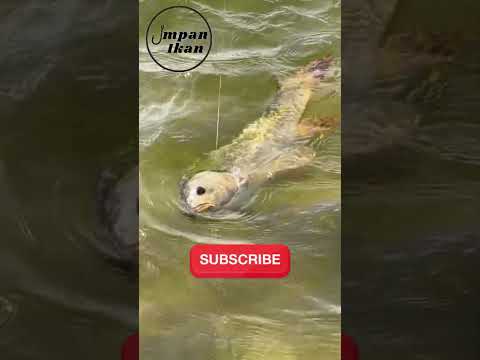 Menurutmu, Apa Kesalahan Terbesar Saat Mancing?