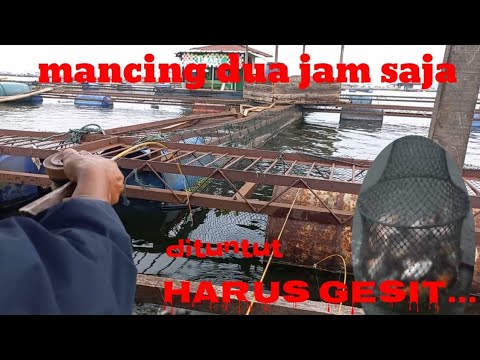 mancing cirata || mancing jangari terbaru 2023