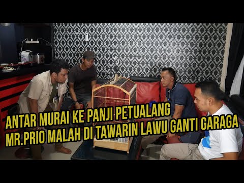 @PrioExcellent  Beli Murai Batu Untuk @PANJIPETUALANG_REAL . Baru Masuk Di Sambut King Kobra!