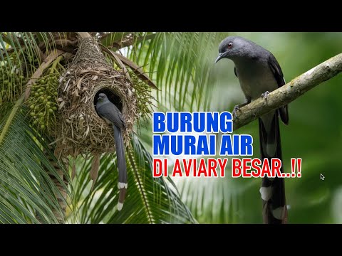 BURUNG MURAI AIR KALAU DITARUH DI AVIARY BESAR TERNYATA BEGINI – BURUNG APA SIH INI !!