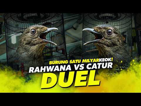 CATUR SATU MILYAR KEOK‼️Duel Murai RAHWANA versus CATUR di Piala Dandim 0510/Tigaraksa