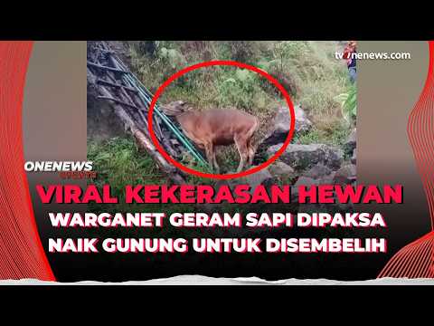 Viral! Rombongan Pendaki Bawa Sapi ke Gunung Rinjani Buat Disembelih | OneNews Update