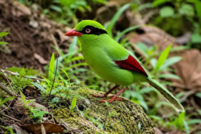 ekek-keling-sunda,-burung-endemik-jawa-yang-kini-jadi-prioritas-pelestarian