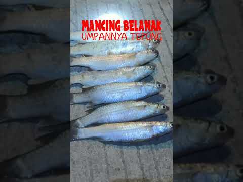 Mancing Belanak Malam Hari / Mullet Fishing At Nught, 2 Jam Jelang Air Laut Surut Mudah Strike