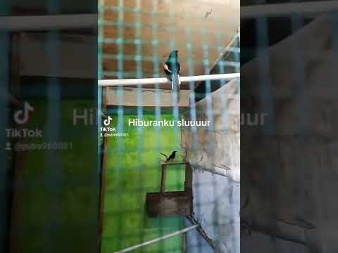 uji coba kawin silang antara burung kacer jantan dan murai batu betina.moga sukses.mksh doanxa